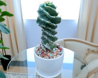 7-8 inch Spiral Cactus (Cereus forbesii spiralis) – Rare Succulent