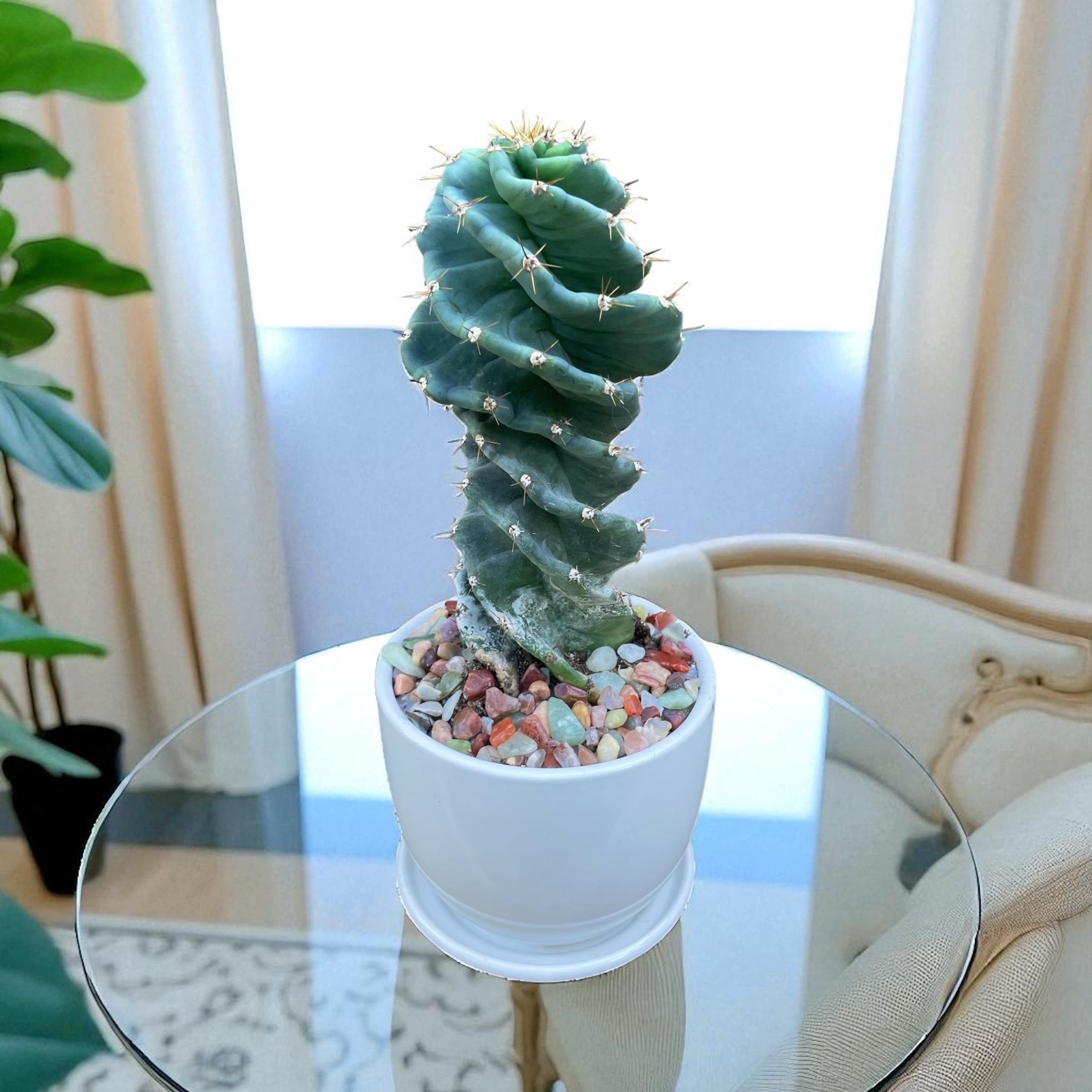 7-8 Inch Spiral Cactus (cereus Forbesii Spiralis) – Rare Succulent