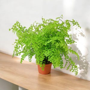 May include: A lush green fern plant with delicate, feathery fronds growing in a terracotta pot. The plant is sitting on a light brown wooden surface.