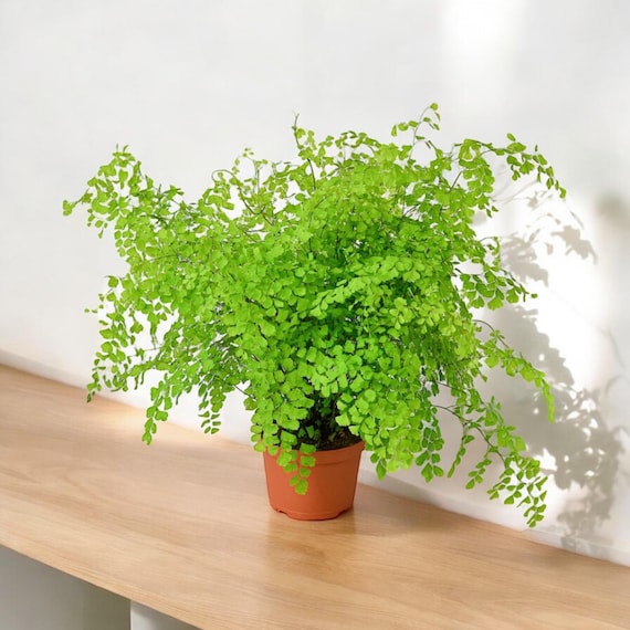 Maidenhair Fern | Gorgeous air-purifying indoor plant | Easy-Care Houseplant