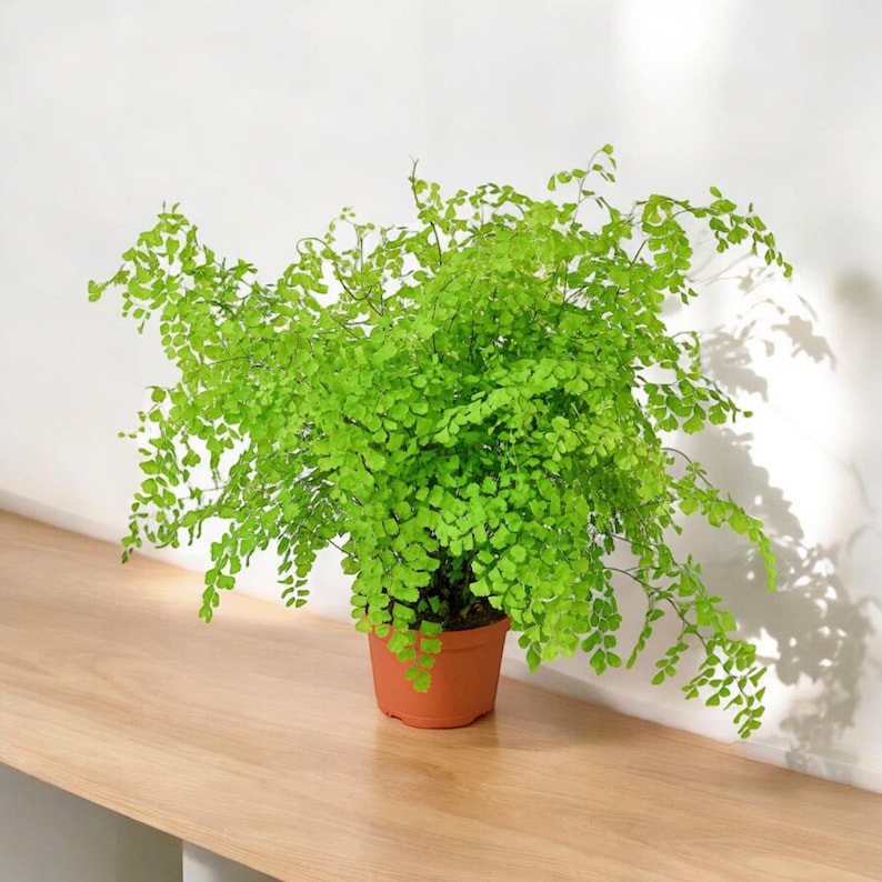 6 inch maidenhair fern. Easy care houseplant. Mature large fern.