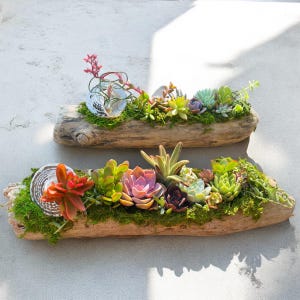 May include: Two pieces of driftwood with various succulents planted in them. The driftwood is natural and has a rustic look. The succulents are a variety of colors, including green, pink, and red.