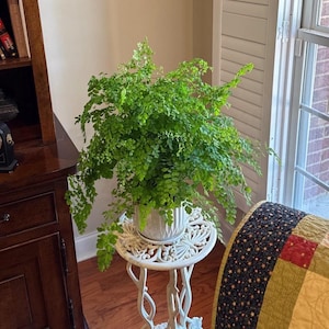 Maidenhair Fern | Gorgeous air-purifying indoor plant | Easy-Care Houseplant bild 2