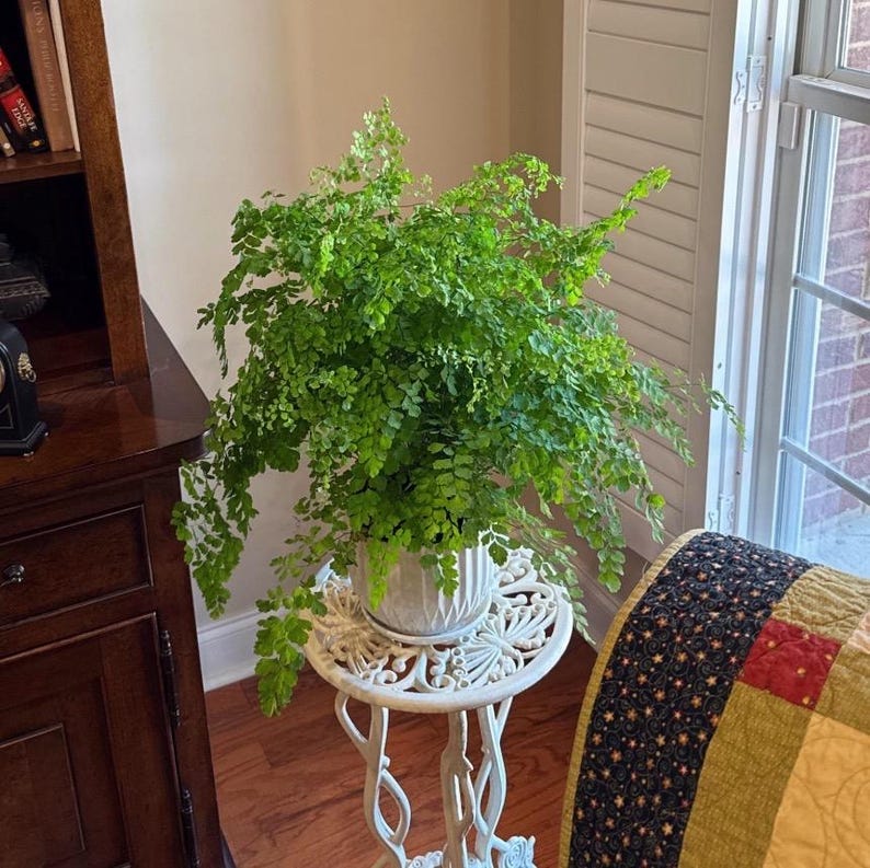 Maidenhair Fern | Gorgeous air-purifying indoor plant | Easy-Care Houseplant bild 2