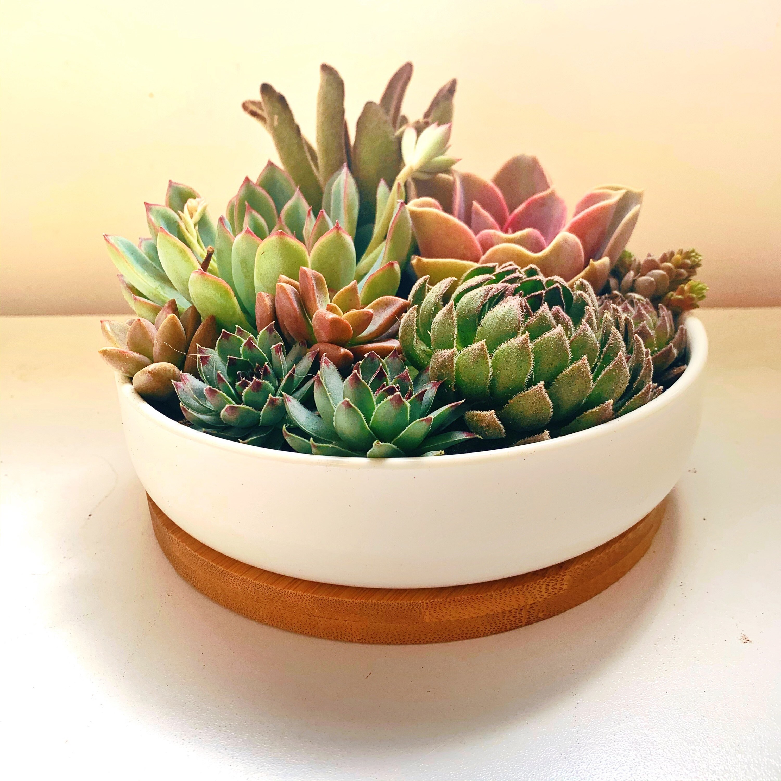 Vibrant Succulent in Ceramic Container!!
