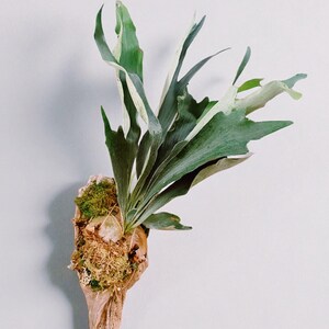 May include: A mounted staghorn fern with large, green fronds and a touch of white variegation. The plant is attached to a piece of driftwood, with moss and other natural elements. The background is a plain white wall.