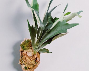 Handmade Staghorn Fern on Driftwood with Moss wall hanging – Available with real or faux plant,  Rustic Wall Décor