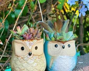 Mini owl planters with live succulents | gift set