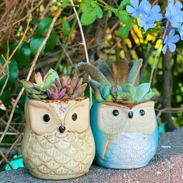 Mini owl planters with live succulents | gift set