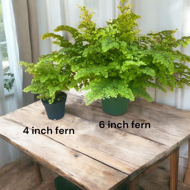 Maidenhair Fern | Gorgeous air-purifying indoor plant | Easy-Care Houseplant bild 7
