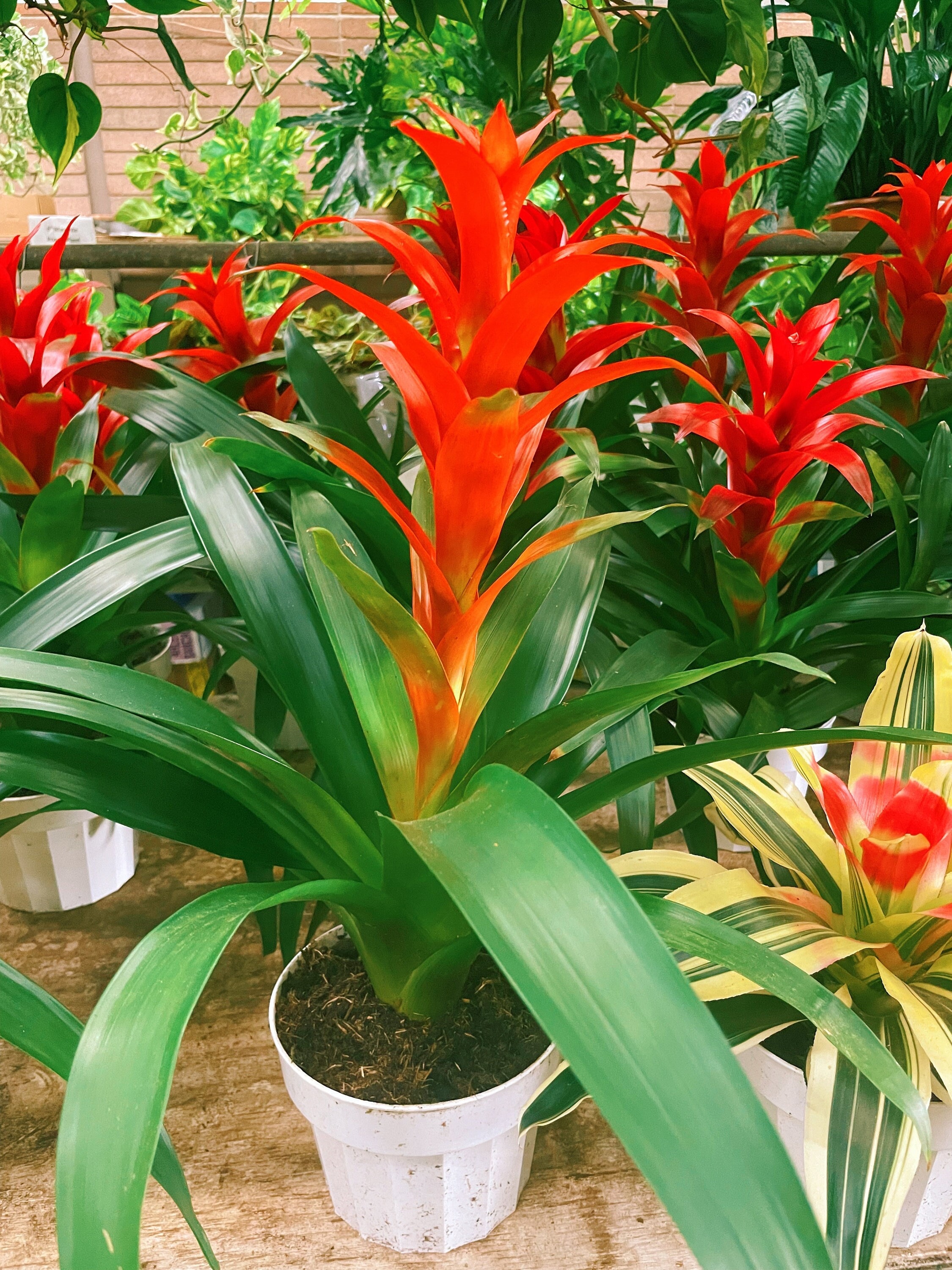Brilliant Bromeliad | Exotic Plant | Indoor Plant - Etsy
