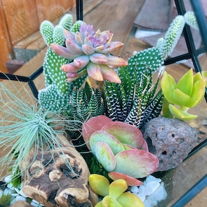 May include: A glass terrarium with a variety of succulents, including a pink and green rosette, a green and white striped succulent, and a green succulent with red tips. The terrarium also contains a piece of driftwood, white rocks, and a small piece of volcanic rock.