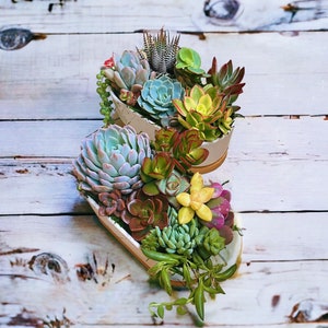 May include: Two white ceramic planters with a variety of succulents in shades of green, red, yellow, and blue. The planters are shaped like a boat and are stacked on top of each other.