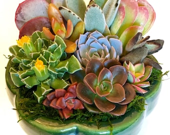 Pumpkin planter with live succulents | Fall decor| succulent arrangement | Limited edition