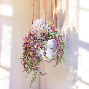 May include: A hanging planter with a white ceramic pot filled with a succulent plant with pink and green leaves. The plant has long trailing stems with small green and purple leaves.