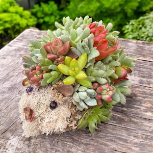 Mini Succulent Hedgehog Topiary | 5-Inch Handmade Moss Animal | Live Succulent Gift | Garden Decor | Fairy Garden Accent | Mother’s Day Gift