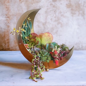May include: A gold crescent moon-shaped planter filled with a variety of succulents, including green, red, and yellow varieties. The planter is on a white surface.