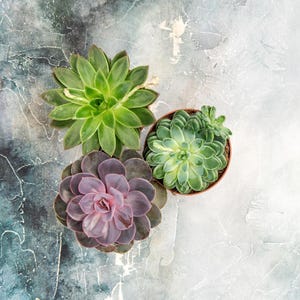 May include: Overhead view of three potted succulents. One succulent is a vibrant green, another is a light green, and the third is a muted purple with pink hues. The pots are brown, and the background is a textured gray and blue.