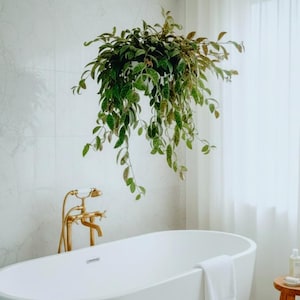 May include: A hanging green plant with long, trailing vines is suspended above a white bathtub. The bathroom features a gold faucet and a white marble tile wall. A white towel rests on the tub's edge, and a sheer curtain is visible.