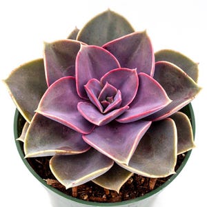 4-Inch Succulent Mystery Variety Box – Lush, Rooted Plants in Pots (Available in 2, 5, or 10 Packs)