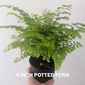 Maidenhair Fern | Gorgeous air-purifying indoor plant | Easy-Care Houseplant bild 8