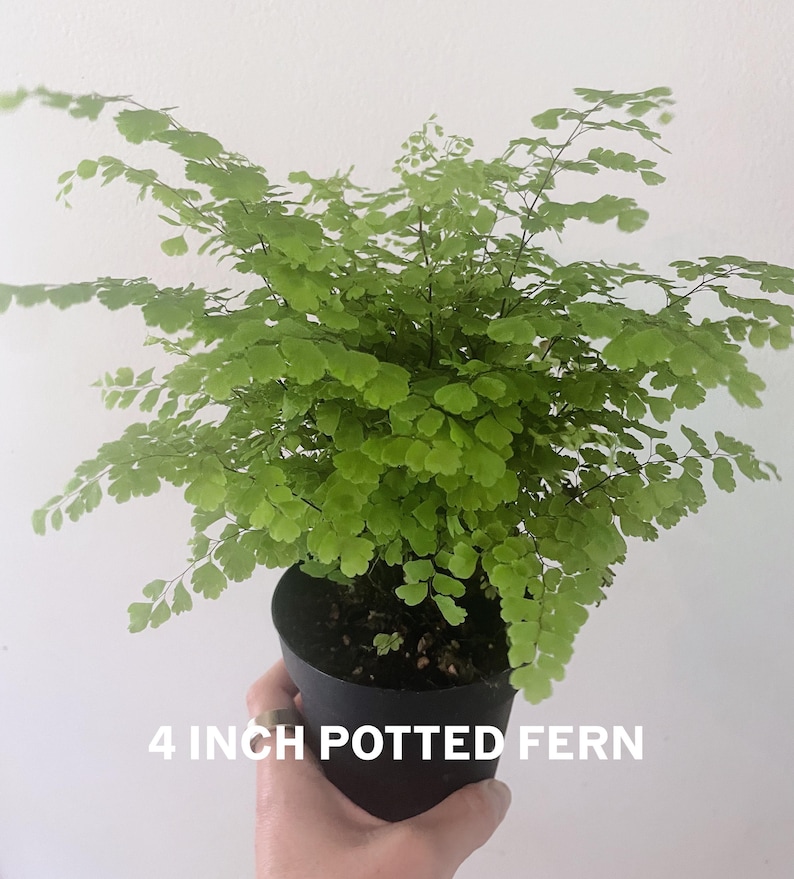 Maidenhair Fern | Gorgeous air-purifying indoor plant | Easy-Care Houseplant bild 8
