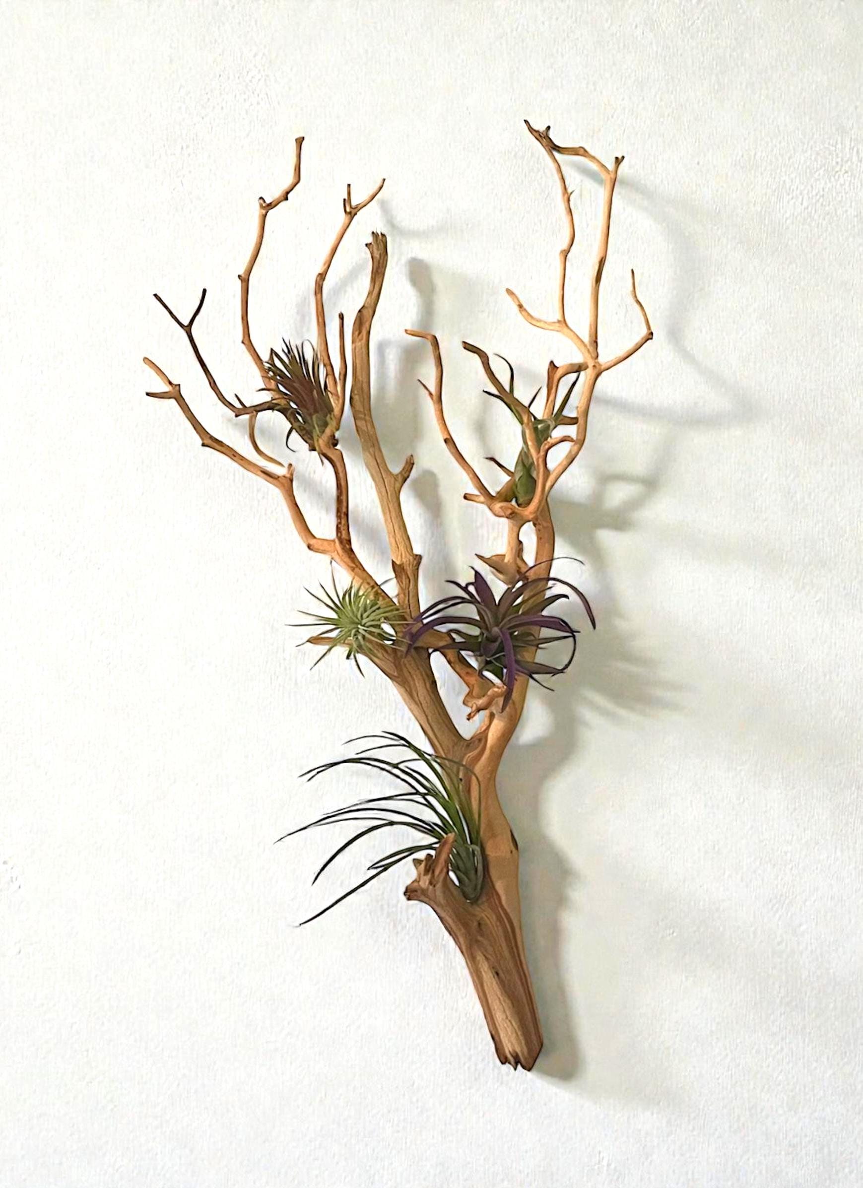 Large Manzanita Wall Hanging Air Plant Holder | Floating Wood Wall Art ...