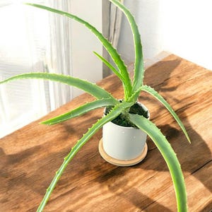 Healing Aloe Vera Plant in a white ceramic pot | Natural Remedy for Skin & Digestive Health | Perfect for Your Kitchen