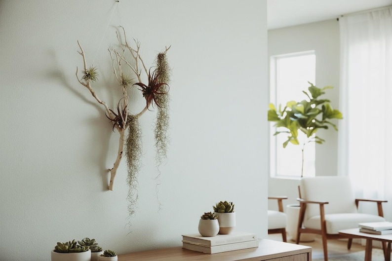 Large Manzanita Wall Hanging Air Plant Holder | Floating Wood Wall Art ...