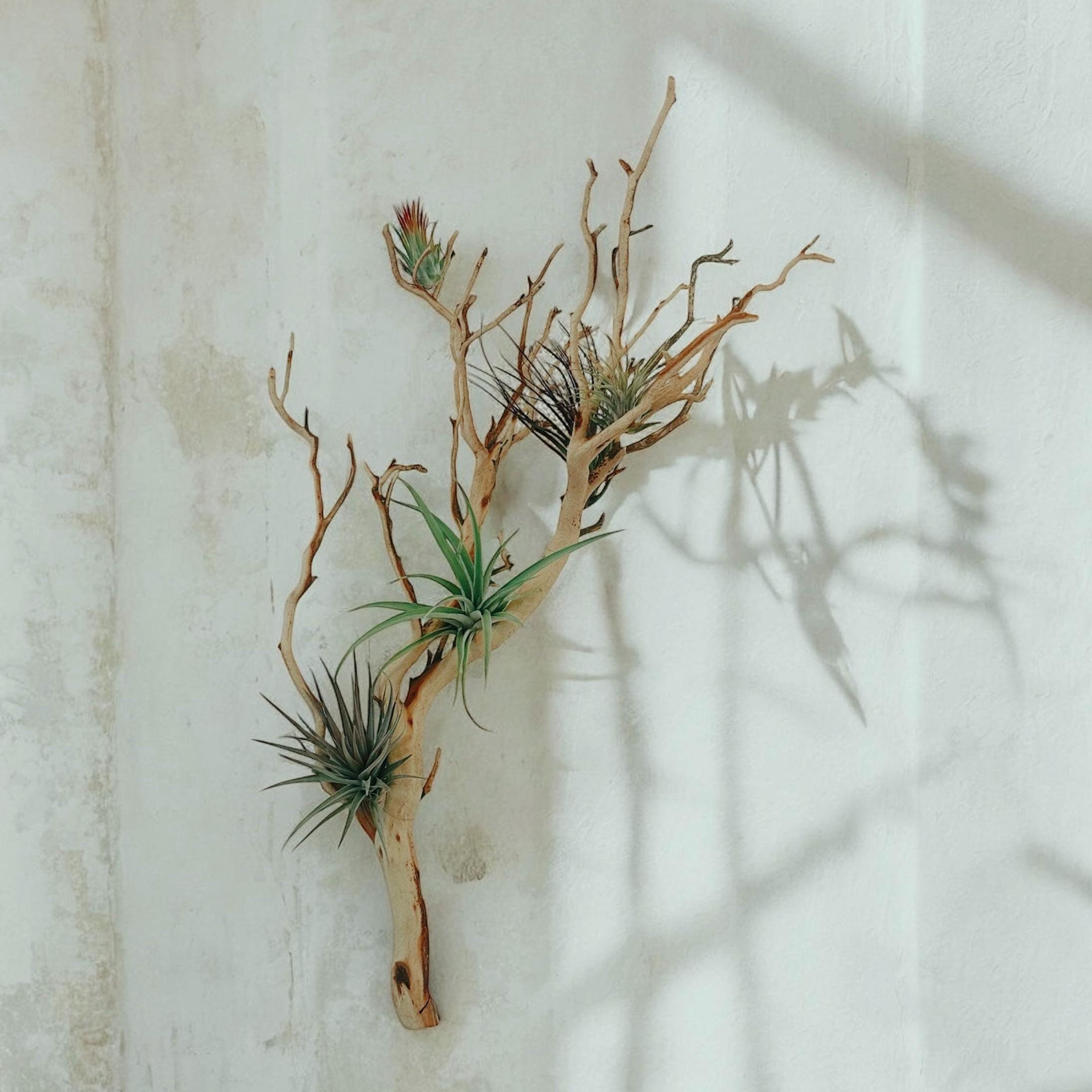 Large Manzanita Wall Hanging Air Plant Holder | Floating Wood Wall Art ...