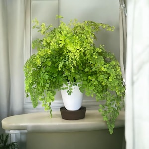 Maidenhair Fern | Gorgeous air-purifying indoor plant | Easy-Care Houseplant bild 4