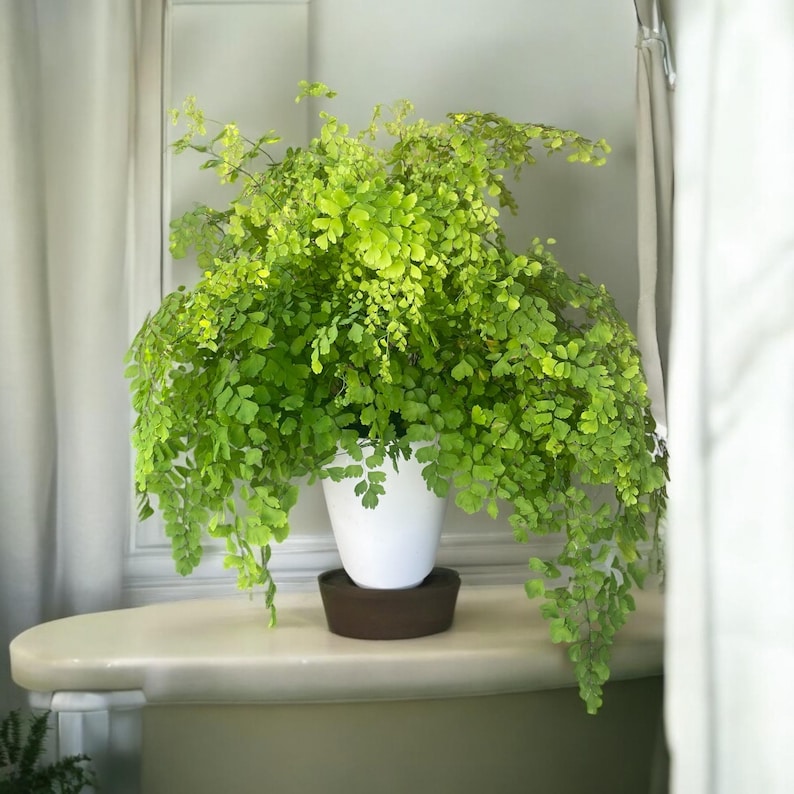 Maidenhair Fern | Gorgeous air-purifying indoor plant | Easy-Care Houseplant bild 4