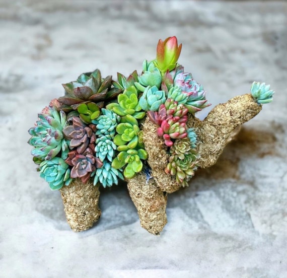 silk succulent plant arrangements String of Pearl Succulent