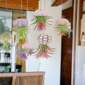 Jellyfish Airplant wow I have never seen anything like this