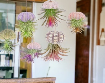 Sea urchin and air plant “jellyfish” | Hanging decor | unique gift | ornament