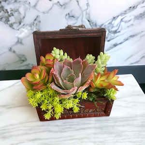 Small succulent treasure box | Succulent gift arrangement