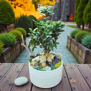 May include: A miniature bonsai tree in a white ceramic pot. The bonsai has green leaves and a textured trunk, with a small decorative house and stones at the base. The pot sits on a wooden surface.