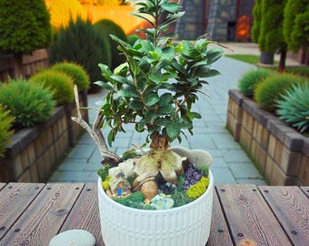 Ginseng Ficus  Bonsai Style Indoor Tree - Etsy