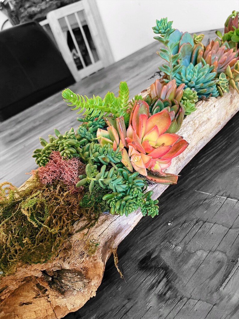 XXL Driftwood Centerpiece With Live Succulents Hand Crafted Etsy