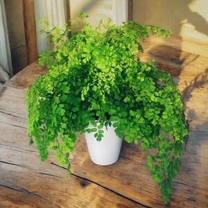 Maidenhair Fern | Gorgeous air-purifying indoor plant | Easy-Care Houseplant bild 5