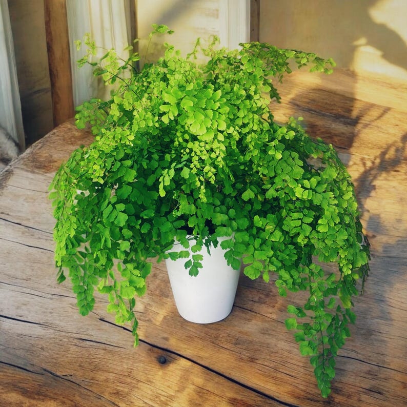 Maidenhair Fern | Gorgeous air-purifying indoor plant | Easy-Care Houseplant bild 5