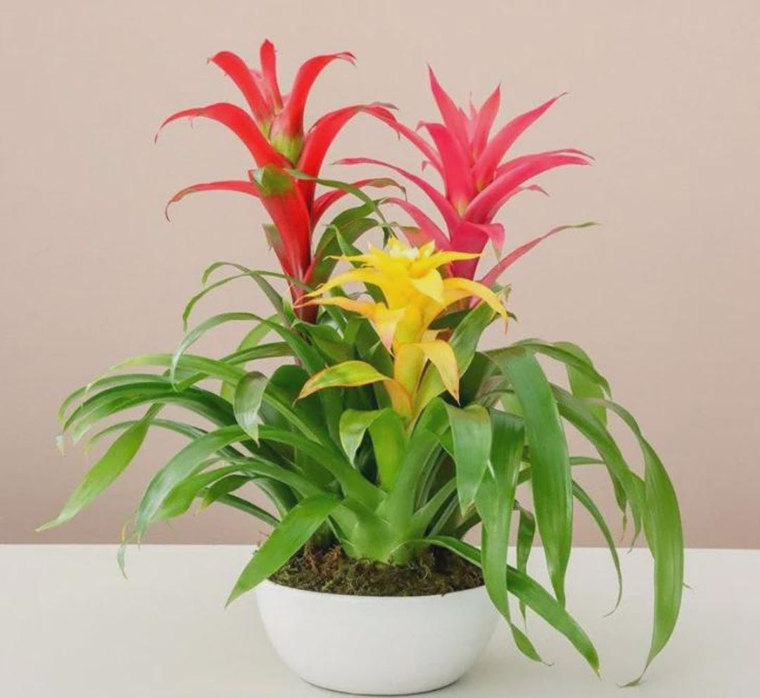 Brilliant Bromeliad | Exotic Plant | Indoor Plant - Etsy