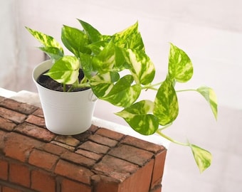 Golden Pothos | Natural air purifier | Houseplant