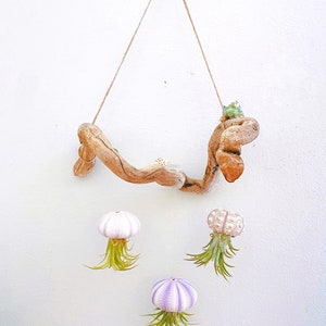Sea urchin and air plant “jellyfish” driftwood mobile  | Hanging decor | unique gift | ornament