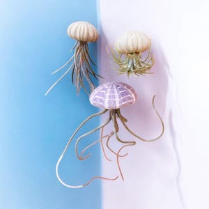 Jellyfish Air Plant Ornaments – Live Tillandsia in Real Sea Urchin Shells | Buy 2, Get 1 Free | Ocean-Inspired Home Decor & Gift