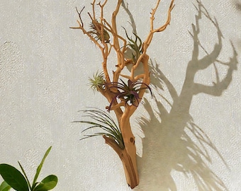 Large Manzanita Wall Hanging Air Plant Holder | Floating Wood Wall Art with Live Air Plants | Boho Natural Home Decor
