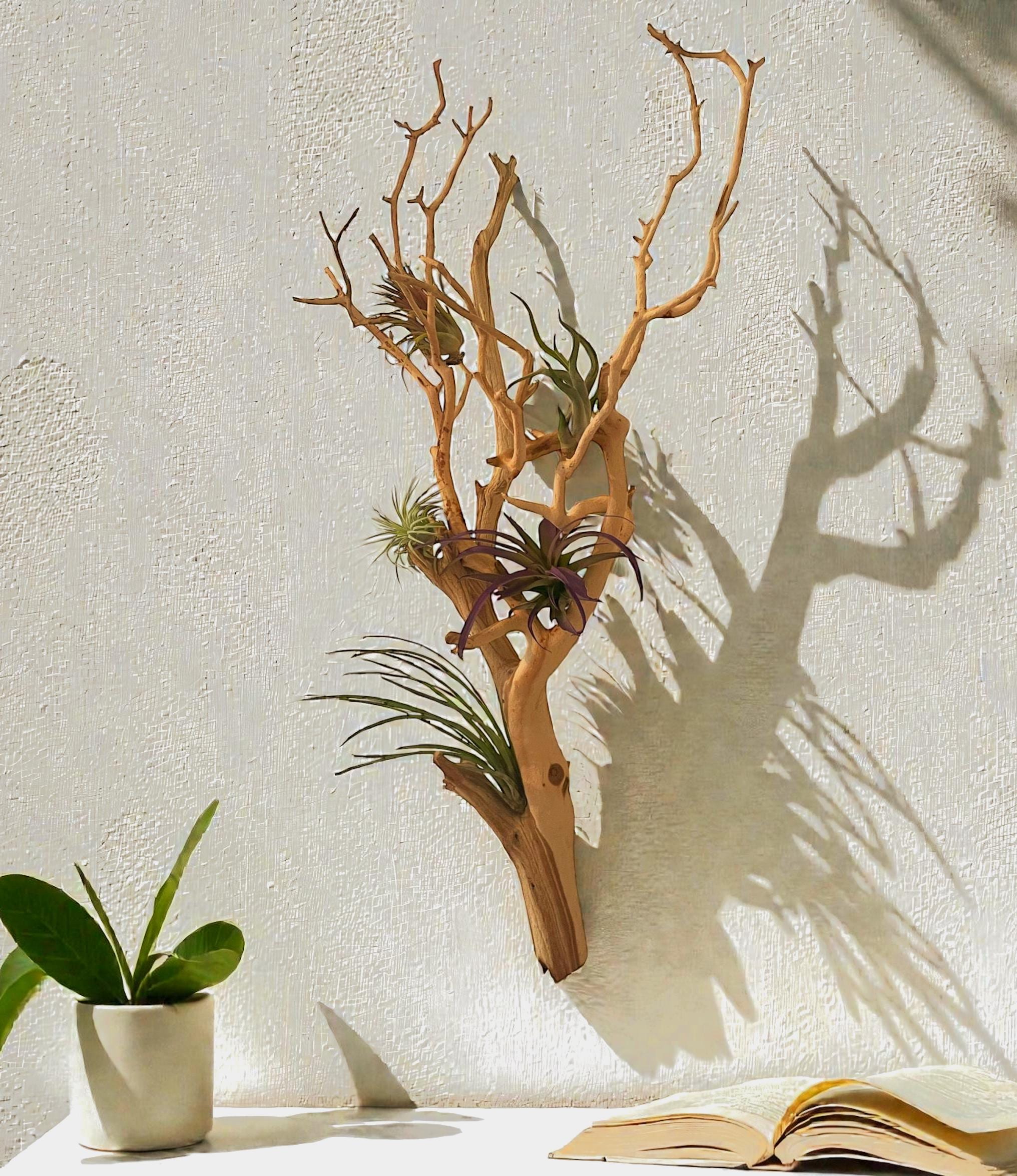 Large Manzanita Wall Hanging Air Plant Holder | Floating Wood Wall Art ...