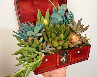 Succulent treasure box | live succulent arrangement