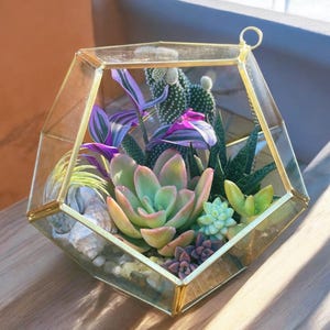 May include: A geometric glass terrarium with a gold metal frame, filled with a variety of succulents and plants, including purple and green foliage.