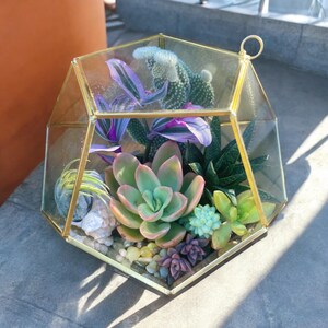 May include: A geometric glass terrarium with a gold metal frame, filled with a variety of succulents, including a large green and pink succulent, a small purple succulent, and a cactus.